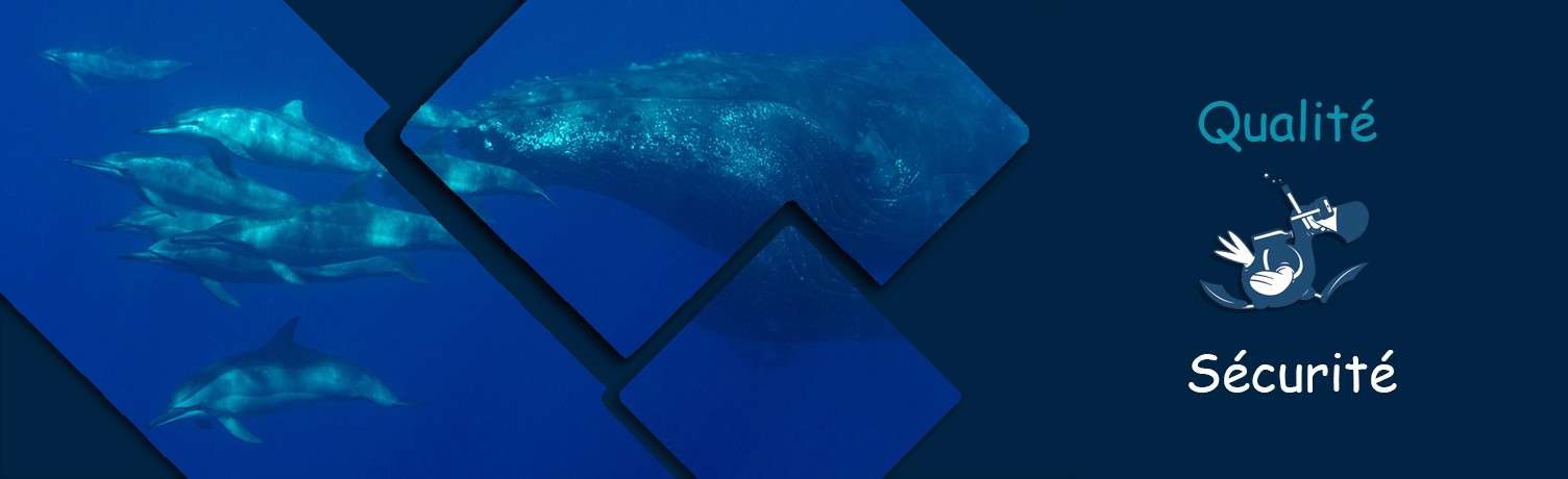 Qualité et Sécurité des plongées au Dodo Palmé Qualité et Sécurité des plongées au Dodo Palmé
