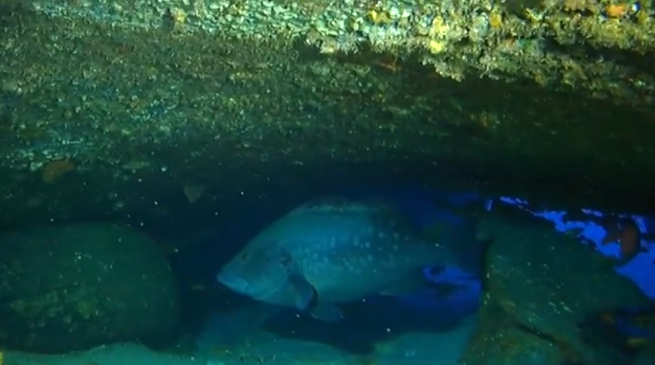 Spot épave Le Navarra | Site de Plongée Réunion