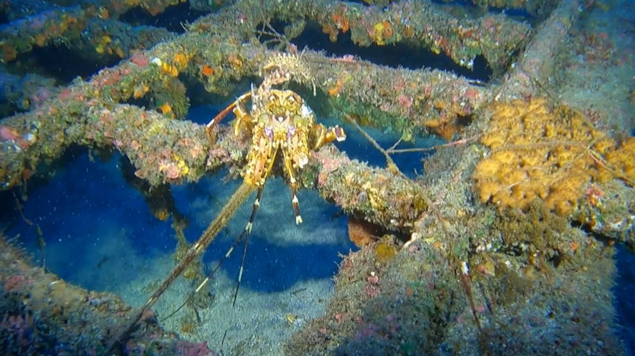 Spot épave Le Navarra | Site de Plongée Réunion