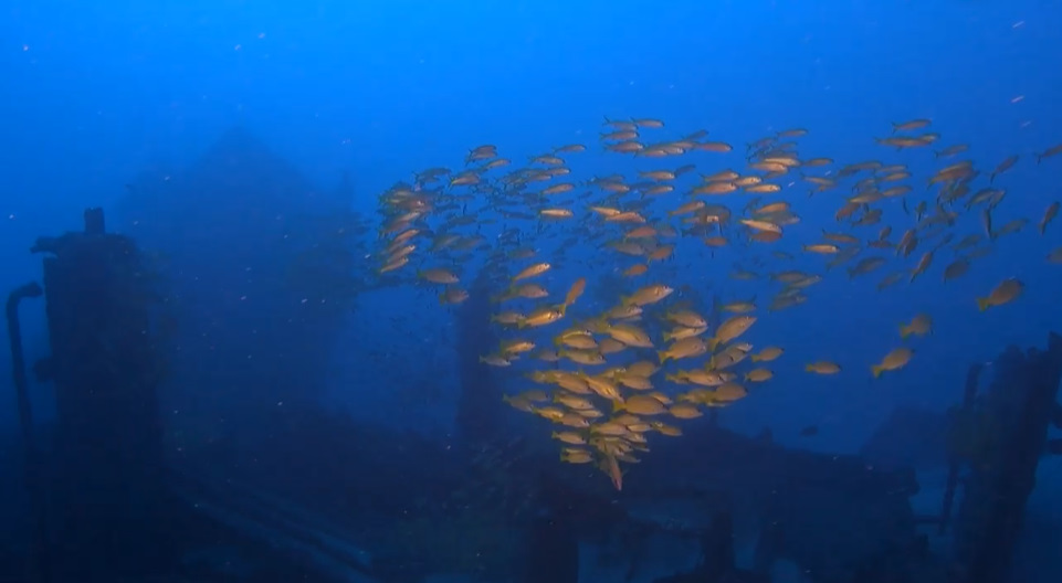 Spot épave Le Navarra | Site de Plongée Réunion