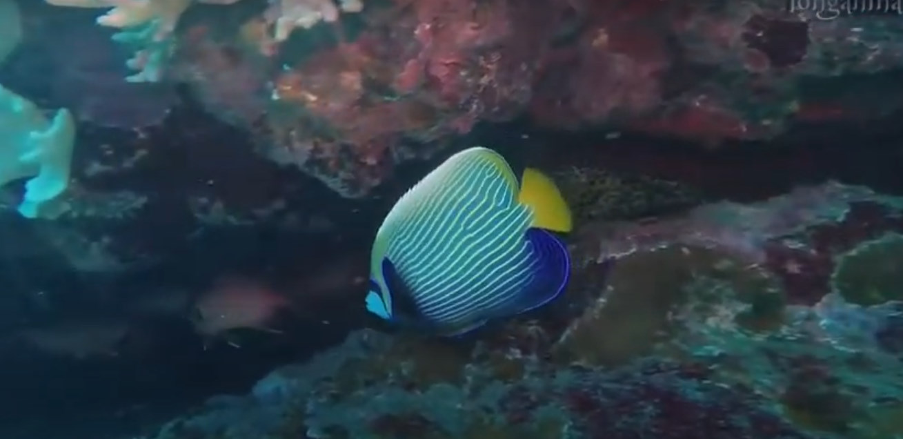 Spot de Maharani | Site de Plongée à La Réunion