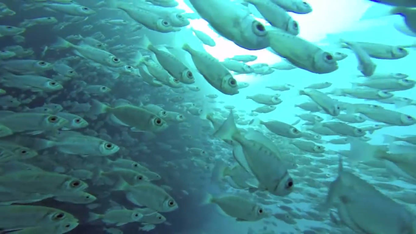 Spot du Cap La Houssaye | Site de Plongée à La Réunion