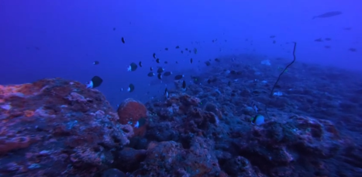 Spot du Vieux Fusil | Site de Plongée à La Réunion