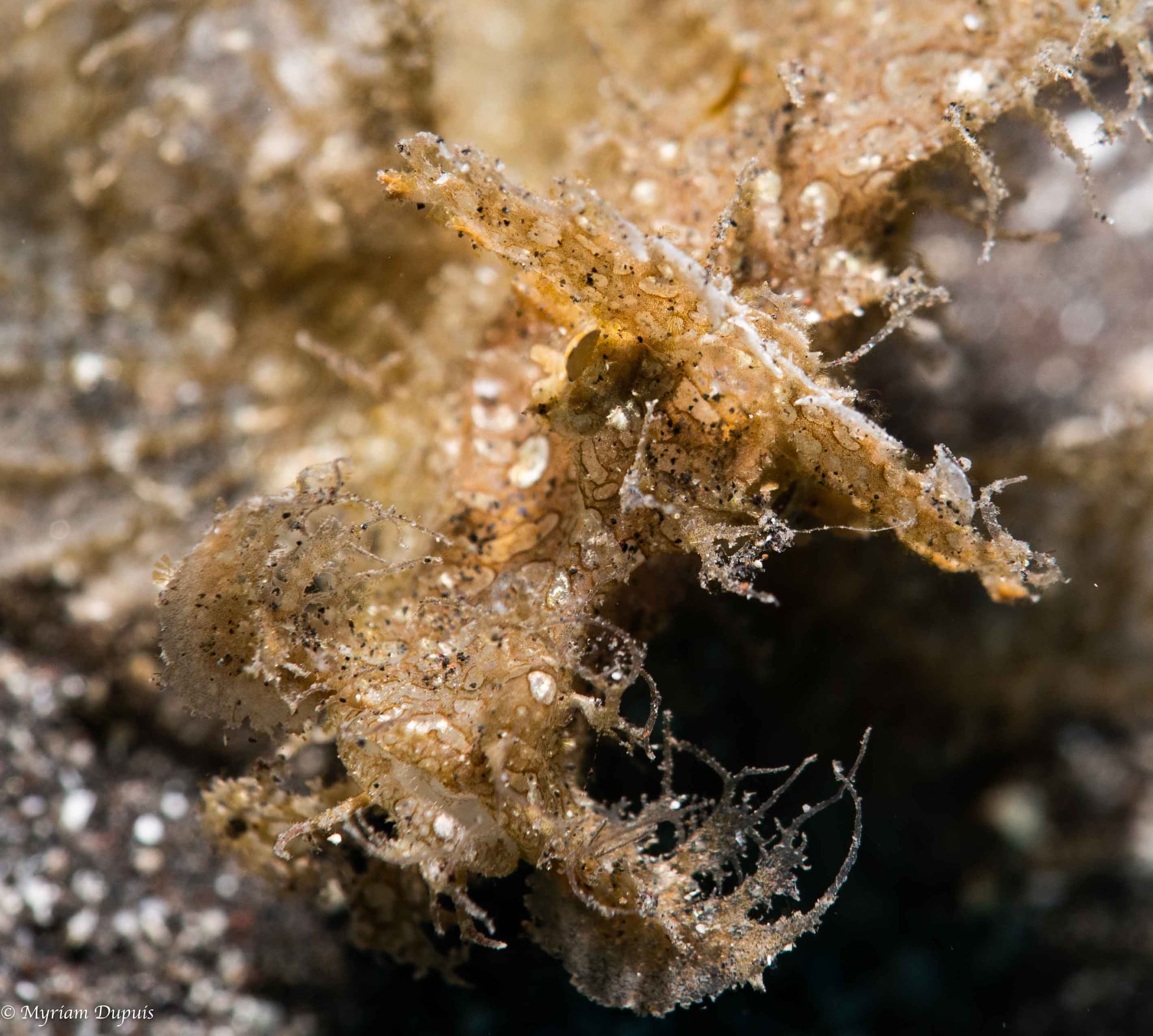 Créatures Bizarres lors d'une plongée | Tourisme à La Réunion