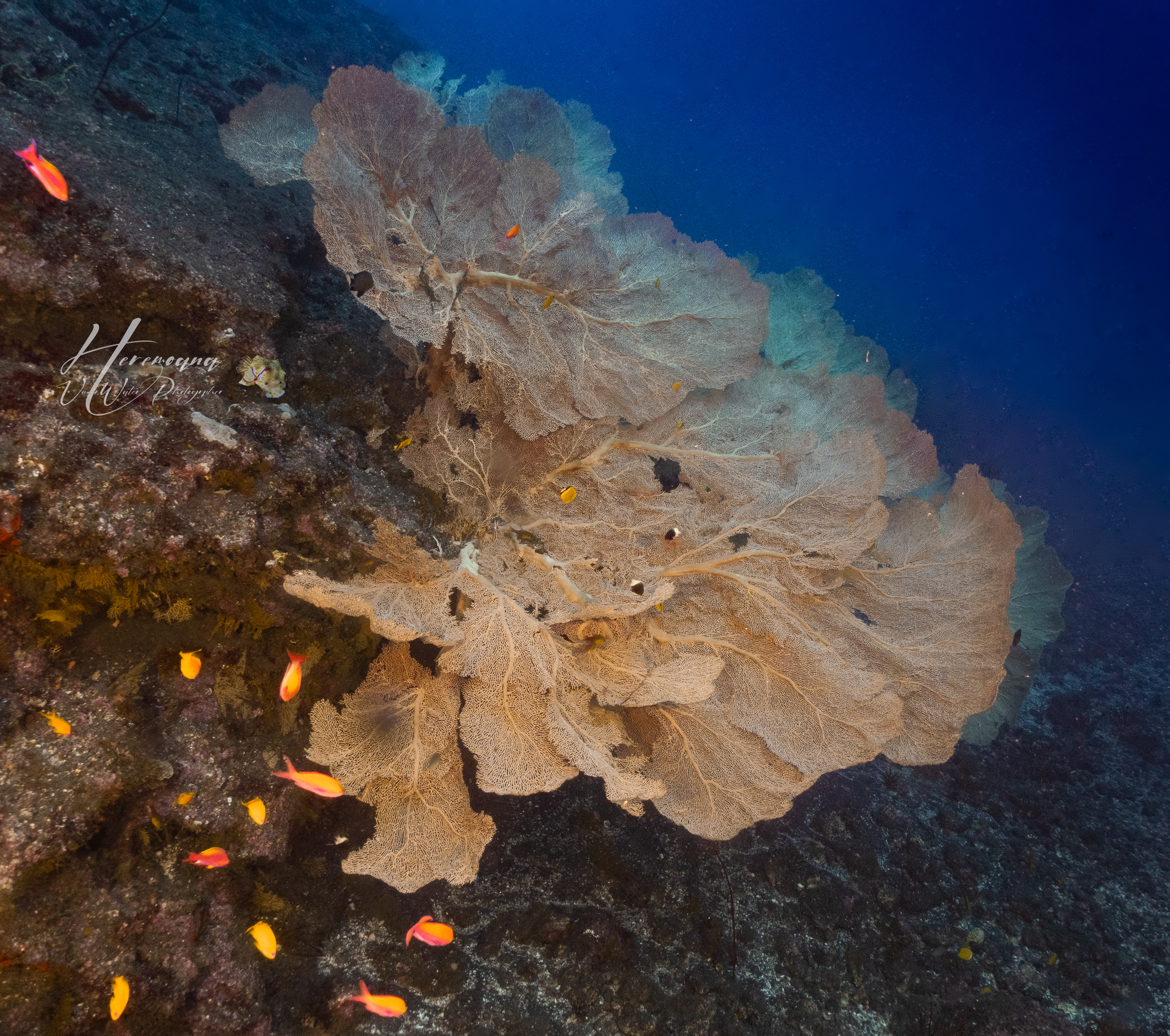 Gorgones | Plongée à la Vallée du Mérou à La Réunion