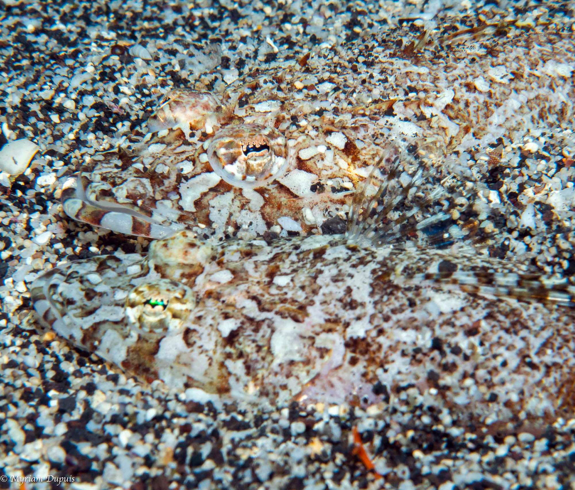 Poisson Crocodile | Plongée Réunion