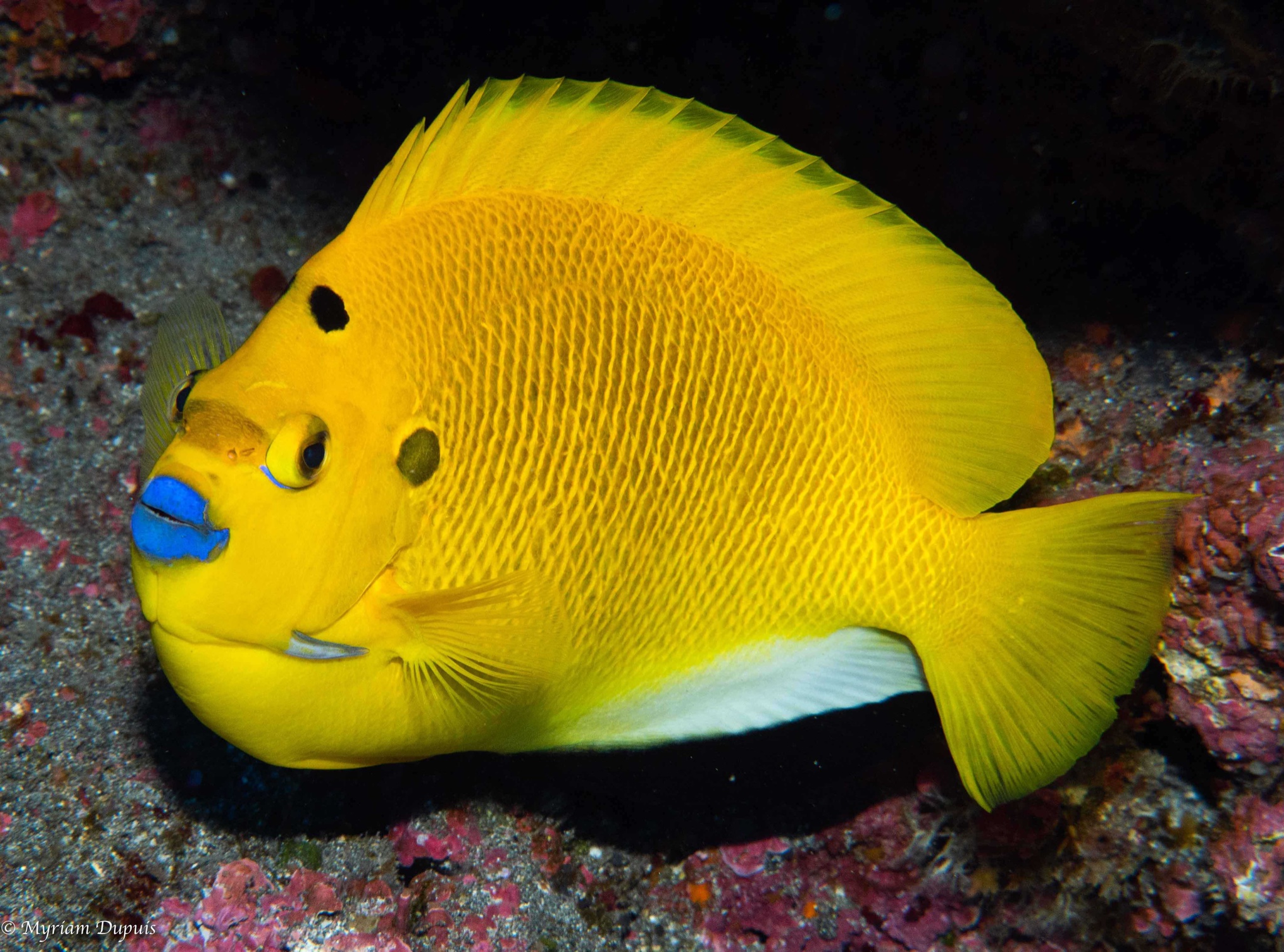Poisson Ange à Trois Tâches | Plongée Réunion