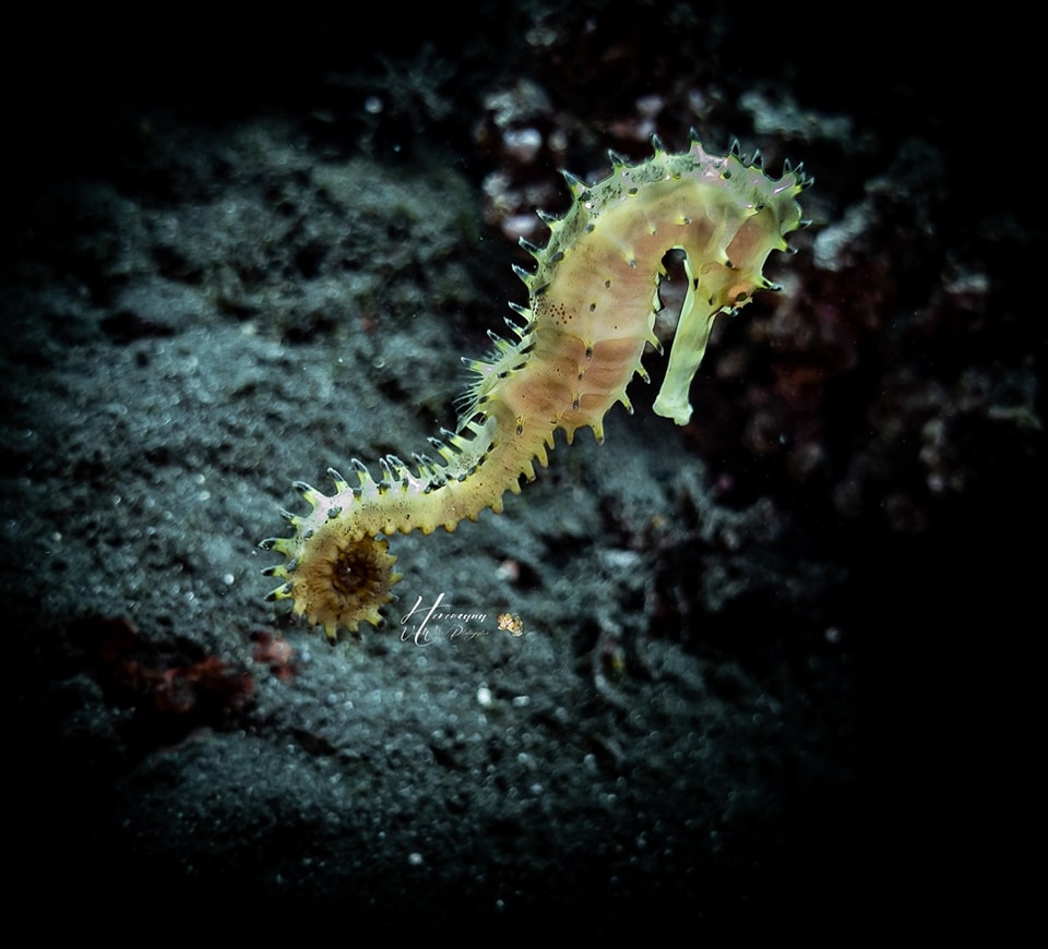 Hippocampe lors d'une plongée | Tourisme à La Réunion