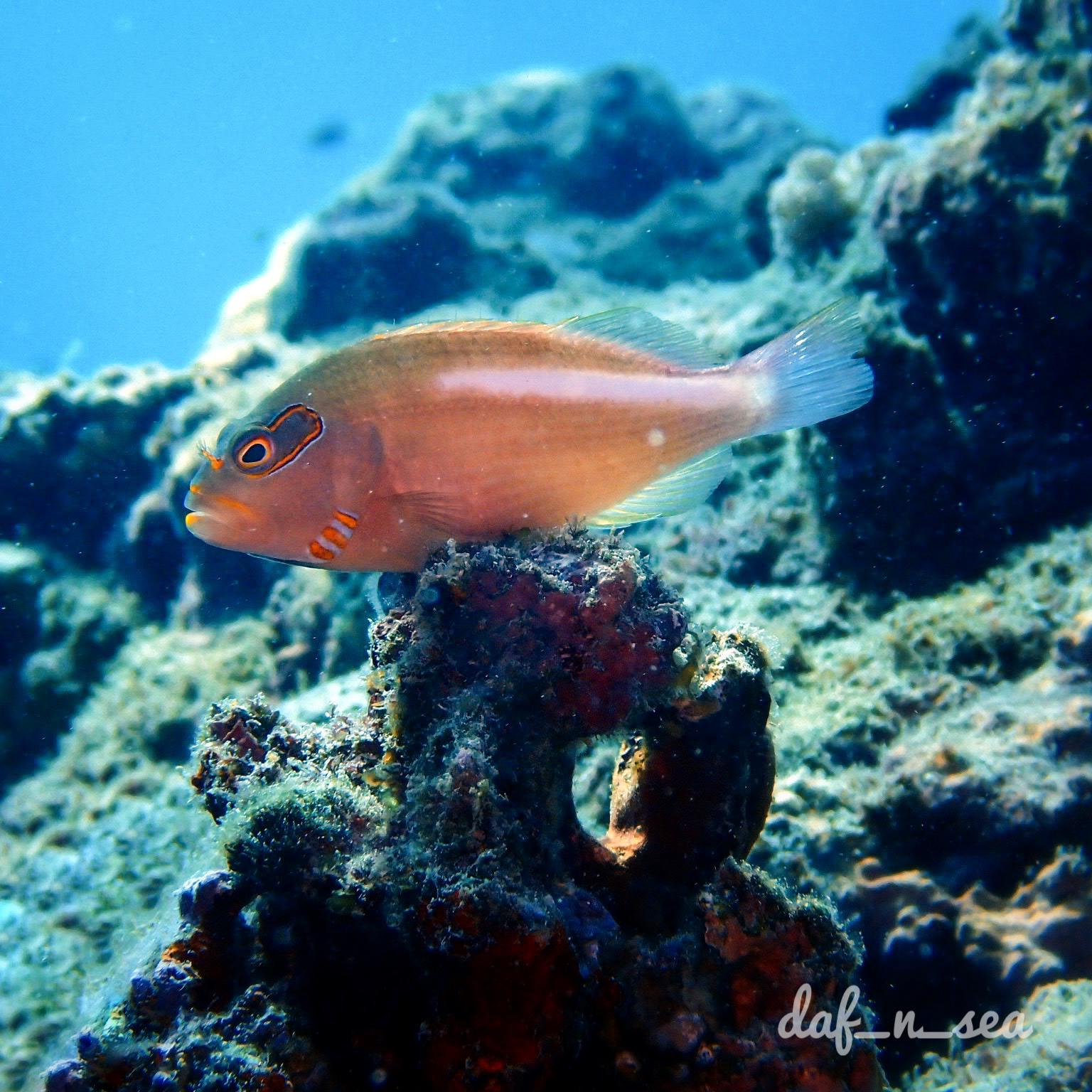 Plongée à La Réunion: Poisson épervier